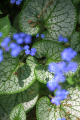 230521-Z9-Forget-me-not-9803