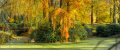 The Larch