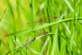 Two Pairs of  Large Red Damselfly Procreating