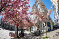 Sakura in Hamburg-St. Pauli
