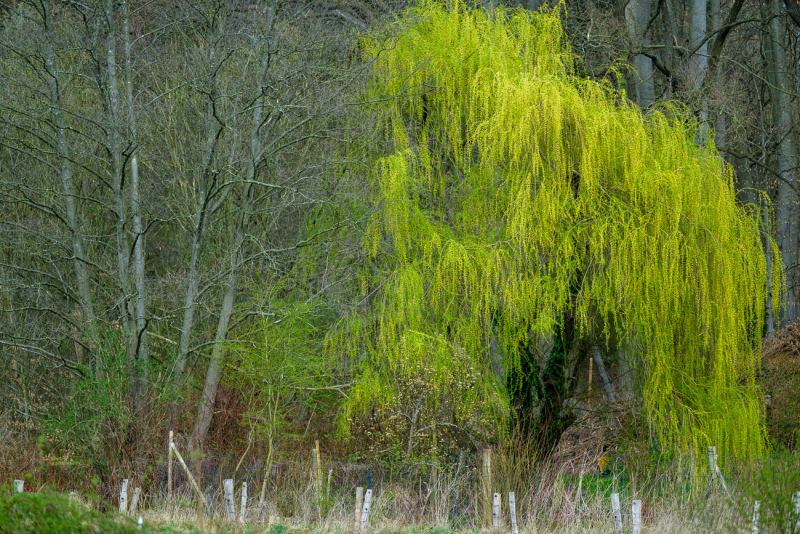 250406-Z9-Moorfrosche-5354