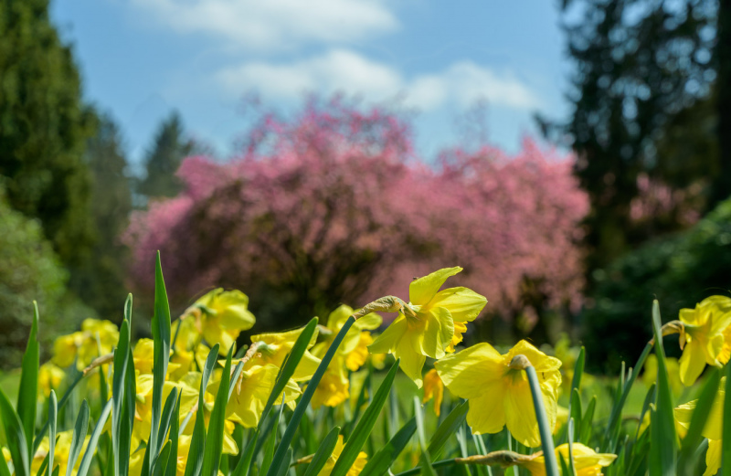 250420-Z9-Kirschblute-6509-HDR