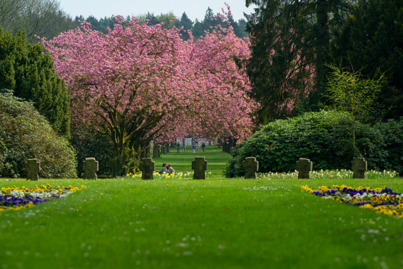 250420-Z9-Kirschblute-6535