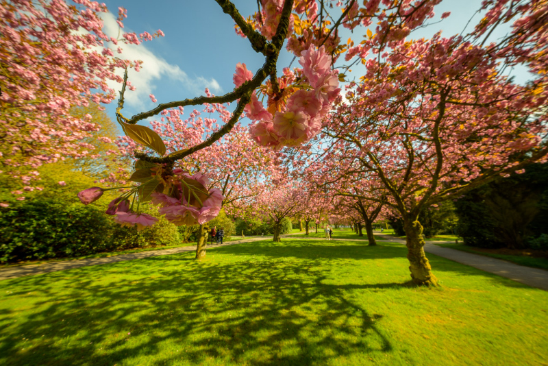 250420-Z9-Kirschblute-6619-HDR
