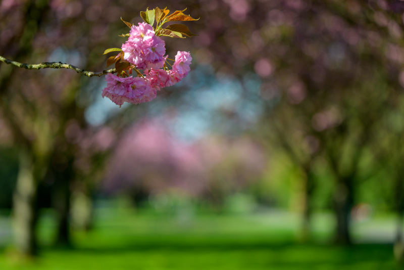 250420-Z9-Kirschblute-6633