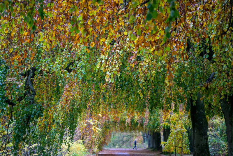 251102-Z9-Foliage-6381