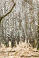 Another Hamburg Wilderniss: Duvenstedter Brook