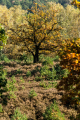 171015-D2X-Fischbeker-Heide-8451