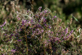 171015-D2X-Fischbeker-Heide-8458