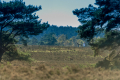 171015-D2X-Fischbeker-Heide-8472