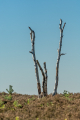 171015-D2X-Fischbeker-Heide-8486