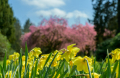 250420-Z9-Kirschblute-6509-HDR
