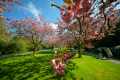 250420-Z9-Kirschblute-6601