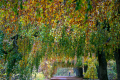 251102-Z9-Foliage-6381
