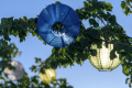 220605-D850-Lampions-0720