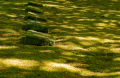 250511-Z9-Trees-7409