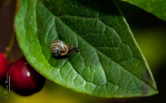Ein Motiv aus den angebotenen Desktop-Wallpapern: Eine Gartenschnecke.