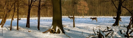 Damwild im Niendorfer Gehege